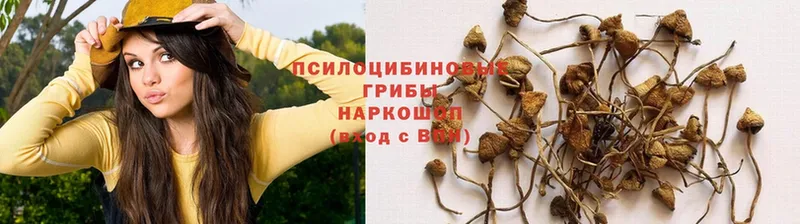 магазин продажи   Камень-на-Оби  Галлюциногенные грибы Psilocybe 